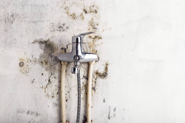 Best Best Mold Removal Companies  in Azusa, CA
