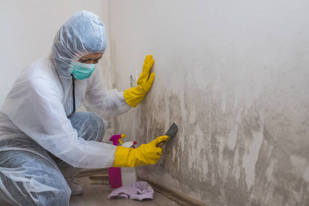 Best Mold Removal and Inspection  in Azusa, CA