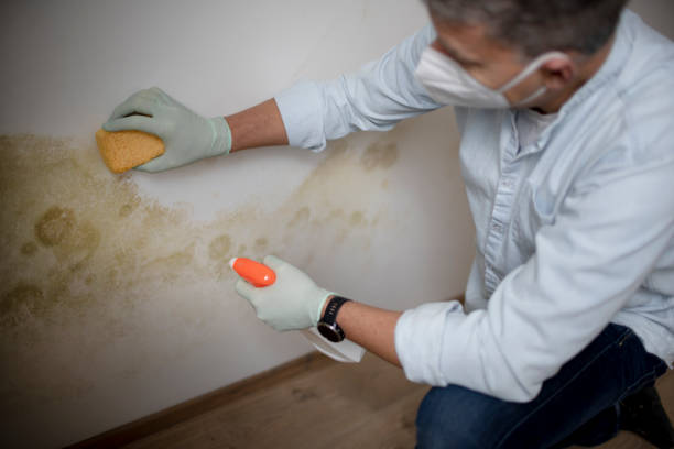 Trusted Azusa, CA Mold Removal Experts