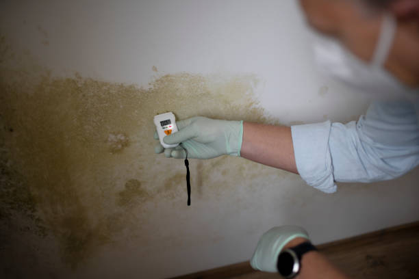 Mold Removal Process in Azusa, CA