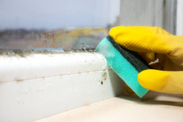 Best Toxic Mold Removal  in Azusa, CA