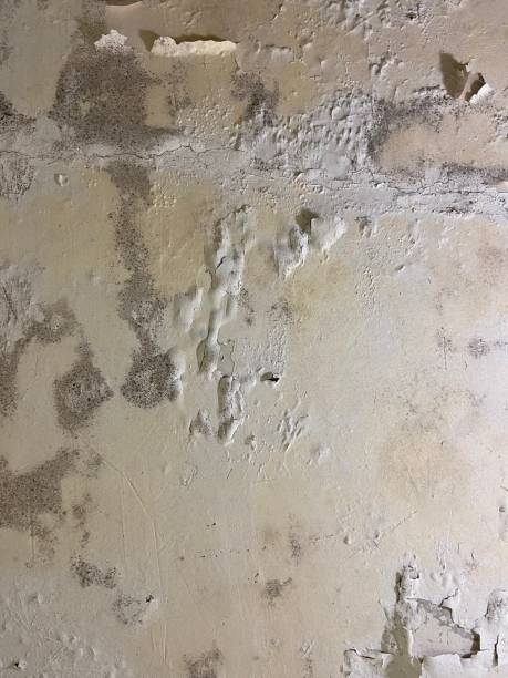 Best Mold Removal Process  in Azusa, CA