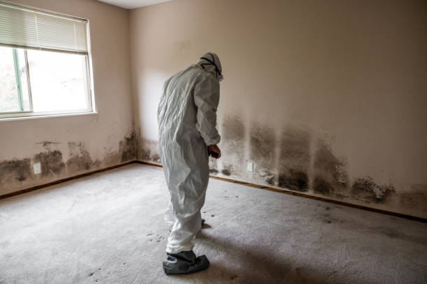 Best Affordable Mold Removal  in Azusa, CA