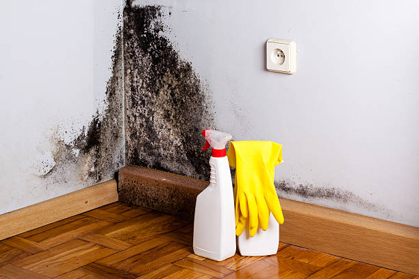 Best Commercial Mold Removal  in Azusa, CA